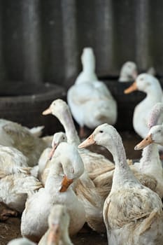 Flock of ducks on the rural farm. Poultry and subsistence farming concept.