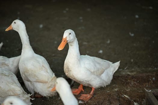 White ducks on the rural farm. Poultry and subsistence farming concept.