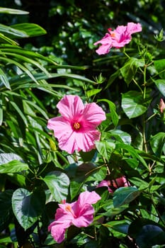 Bright pink hibiscus blooms in Fort Wayne Children's Zoo, Indiana, radiating natural beauty and tranquility.