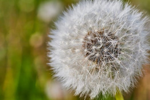 Close-up of a dandelion seed head in Fort Wayne, capturing the delicate beauty and cycle of life.