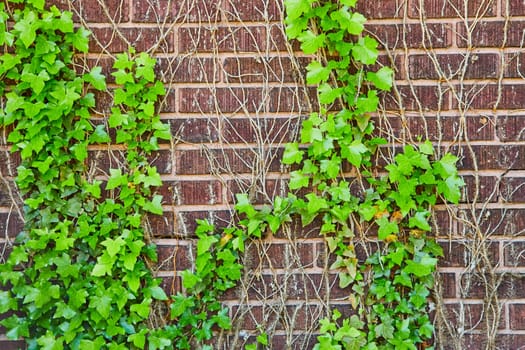 Vibrant ivy thrives on a weathered brick wall in Fort Wayne, symbolizing nature's reclaiming of urban spaces.