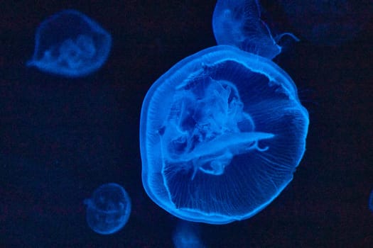 Ethereal blue jellyfish float serenely in the dark waters of Fort Wayne Children's Zoo, Indiana.