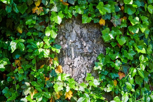 Sturdy tree trunk cloaked in vibrant ivy in a lush Fort Wayne forest, symbolizing resilience and growth.