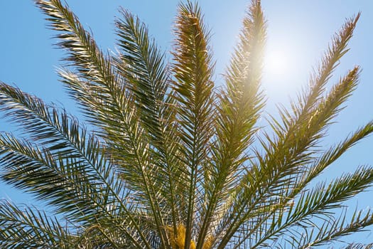 Coconut Palm tree with blue sky,beautiful tropical background.