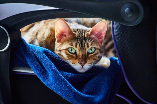 Bengal cat enjoys a serene moment in a cozy home office in Fort Wayne, Indiana.