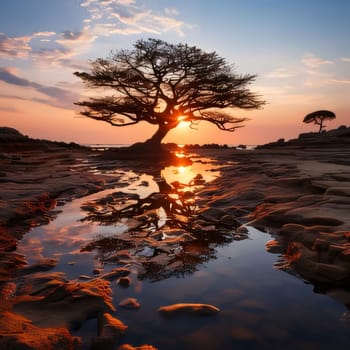 Earth Day: Baobab tree reflected in water at sunset, Namibia.