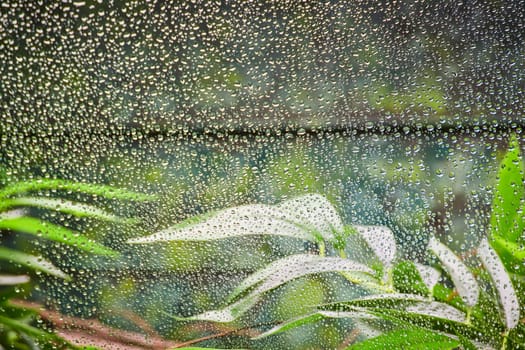 Raindrops magnify lush foliage through a window, capturing a serene moment of natural beauty.