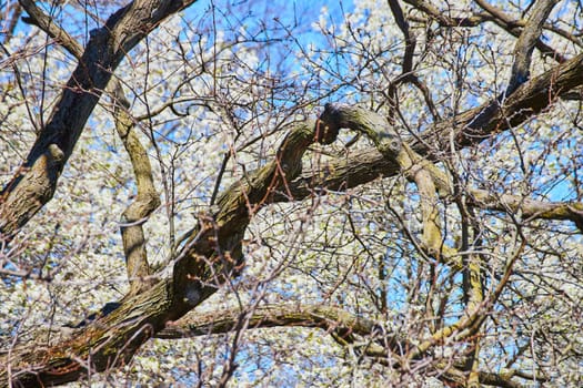 Early spring bloom on a gnarled tree at Fort Wayne, Indiana, under a clear blue sky, symbolizing renewal.