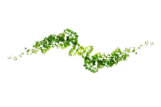 leaf vine isolates on a white background