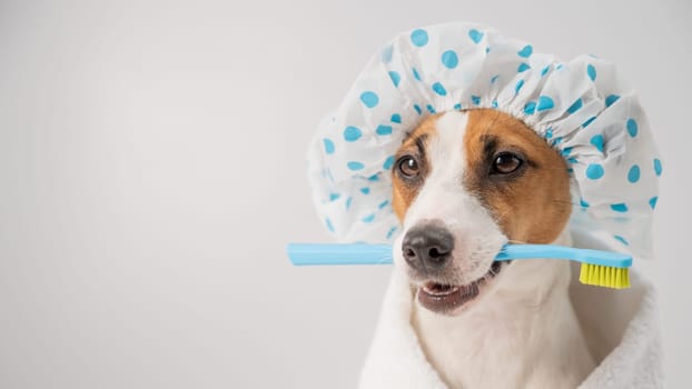 Portrait of a dog jack russell terrier in a shower cap and a towel holding a toothbrush in his mouth on a white background