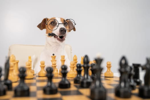 An intelligent dog with glasses plays chess and holds the opponent's king in his mouth on a white background. Jack Russell Terrier checkmated in battle