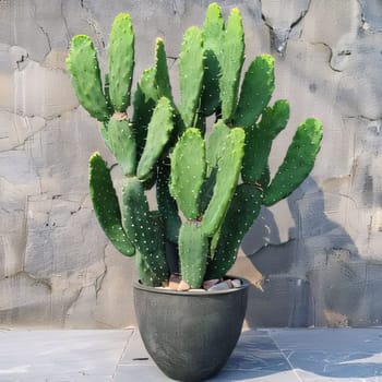 Plant called Cactus: Cactus in a pot on a background of a concrete wall.