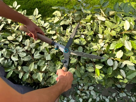 Close up of hands using garden shears to prune lush green bushes during sunny day. Detailed gardening work and plant care. Trimming growing garden fence. High quality photo