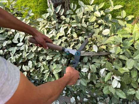 Man trimming green ivy leaves with garden shears in sunlight, outdoor gardening concept. Close up of hands pruning dense foliage, maintaining healthy plants. High quality photo