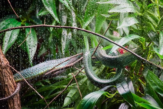 Rain-kissed snake coils on a branch at Fort Wayne Children's Zoo, capturing the essence of a thriving rainforest.