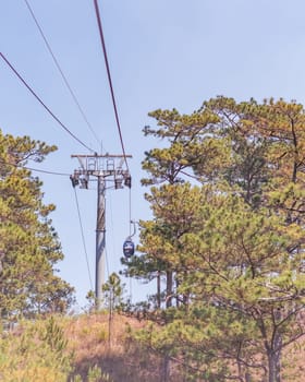 Fresh evergreen energy. Mountains pine forest. Nature background. Vietnam Dalat Amazing atmosphere.