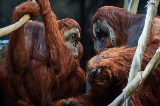 Intimate moment between Sumatran orangutans at Fort Wayne Children's Zoo, capturing family bonds and conservation.