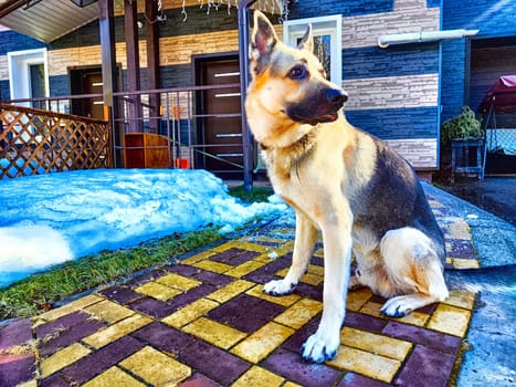 Dog German Shepherd near fence in winter. Russian eastern European dog veo guarding the house