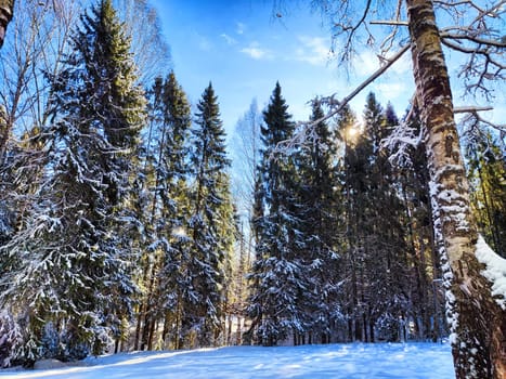 Winter Panorama in Snowy Forest With Sun Flare. Sunlight pierces through snow-laden trees in a tranquil forest