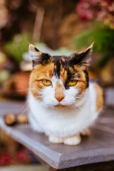 A pet cat isolated by itself poses in Hepburn, Victoria, Australia