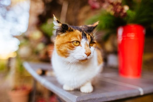A pet cat isolated by itself poses in Hepburn, Victoria, Australia
