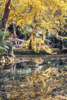 Alfred Nicholas Memorial Gardens on a warm sunny autumn day in the Dandenongs regoion of Sassafras, Victoria, Australia