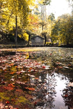 Alfred Nicholas Memorial Gardens on a warm sunny autumn day in the Dandenongs regoion of Sassafras, Victoria, Australia