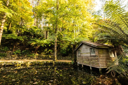 Alfred Nicholas Memorial Gardens on a warm sunny autumn day in the Dandenongs regoion of Sassafras, Victoria, Australia