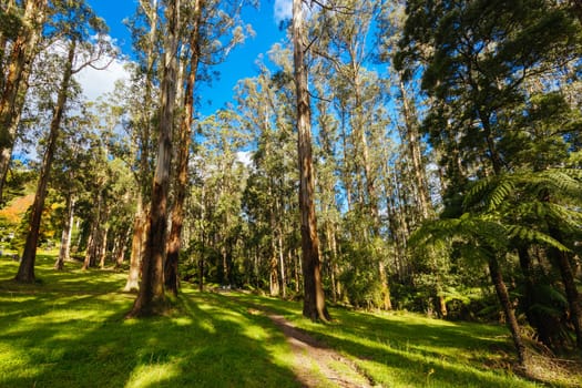 Grants Picnic Ground and Lyrebird Walk on a warm sunny autumn day in the Dandenongs region of Kallista in Melbourne, Victoria, Australia