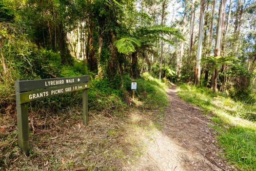 Grants Picnic Ground and Lyrebird Walk on a warm sunny autumn day in the Dandenongs region of Kallista in Melbourne, Victoria, Australia