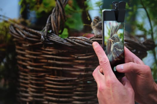 Selective focus on a photography of a small bird in digital touch screen of a smartphone, being photographed. Selective focus photographer taking picture of baby bird sitting on wicker basket