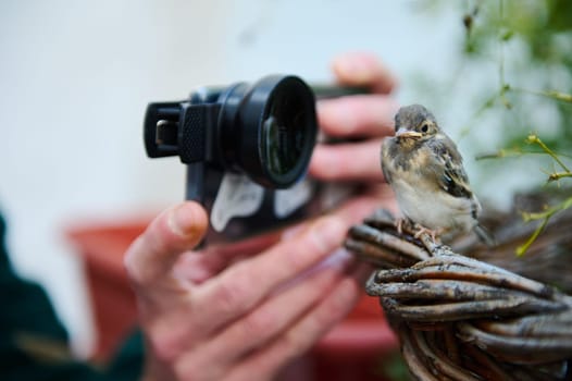 Close-up hands of a photographer taking photo of a small baby bird on his smartphone with macro lens. Little bird in the nest being photographed by a man in the nature. Animals and birds in wild life