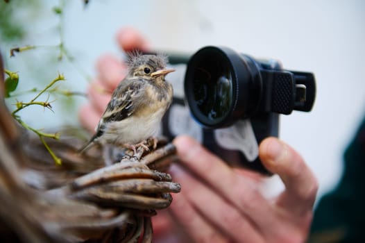 Close-up male photographer hands photographing small bird on his mobile phone with macro lens. Little bird in the nest being photographed by a man in the nature. Animals and birds in wild life