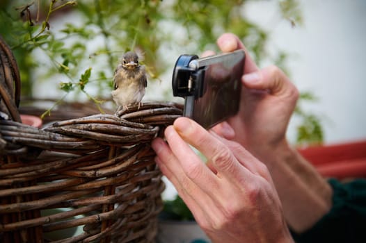 Selective focus. Man using modern smartphone, with installable macro lens, taking photo of a little bird sitting on a wicker basket outdoors. Animals and birds in wild life. Close-up