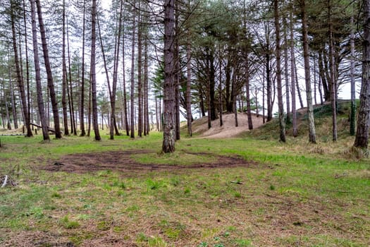 The forest at Murvagh in County Donegal, Ireland.