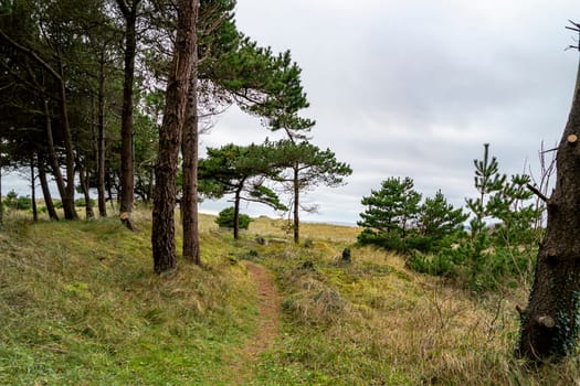 The forest at Murvagh in County Donegal, Ireland.