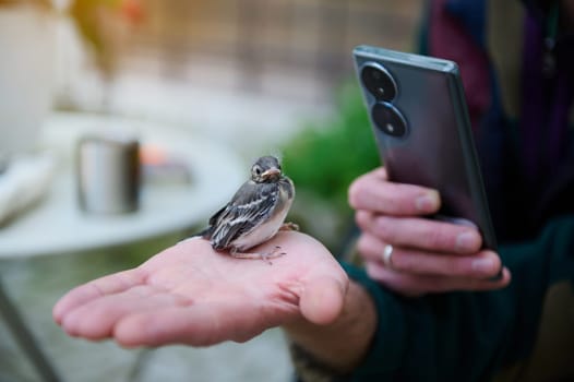 Close-up shot of a small baby bird sitting on the palm of hand of a man using mobile phone for capturing photo, taking picture of little bird. People. Animals in wild life and nature concept