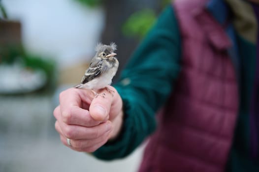 Close-up photography of a little baby bird sitting in the hands of a man. People and animals themes