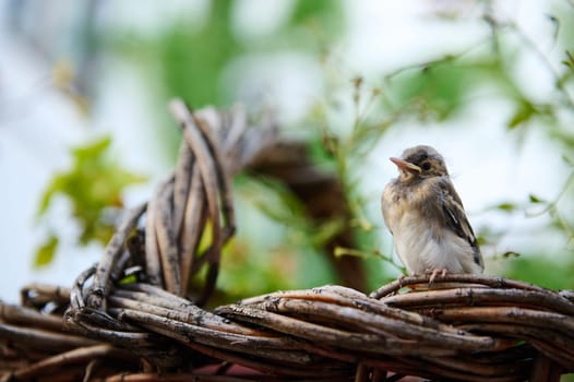 Cute baby bird sitting on wicker basket outdoors. Birds. Animals themes. Animals in wildlife