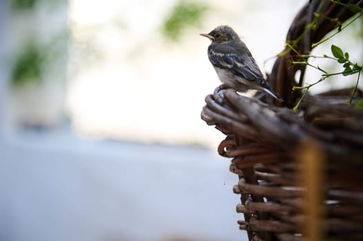 Close-up view of a baby bird sitting on a wicker basket outdoors with copy space for advertising text on white background. Birds in nature. Animals themes.