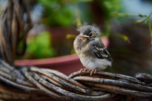 Cute baby bird sitting on wicker basket outdoors. Birds. Animals themes. Animals in wildlife
