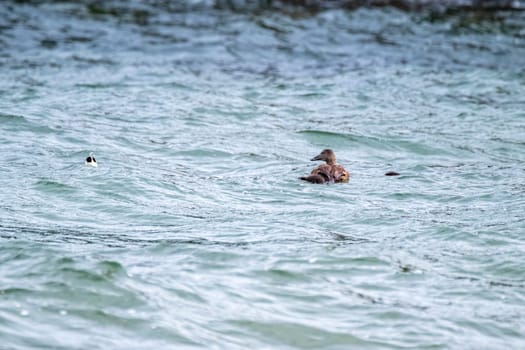 Common Eiders family training their ducklings on the Atlantic Ocean.