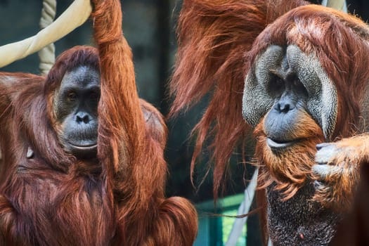 Two contemplative Sumatran orangutans at Fort Wayne Children's Zoo, Indiana, framed by their naturalistic habitat.