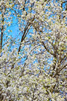 Spring blossoms in full bloom against a clear blue sky at Fort Wayne, Indiana.