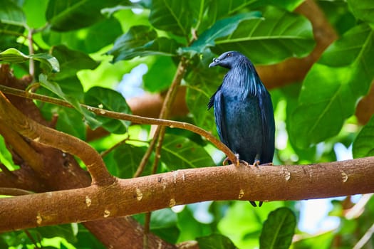 Vivid blue starling perches amid lush greenery at Fort Wayne Children's Zoo, Indiana, embodying serene natural beauty.