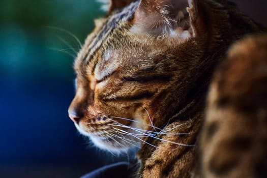 Serene Bengal cat grooming in soft light, showcasing detailed fur texture and whiskers, Fort Wayne.