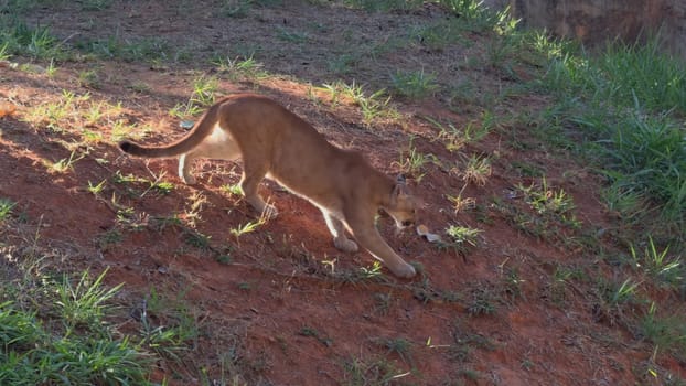 Majestic young puma moves slowly on grassy slope against nature scene.