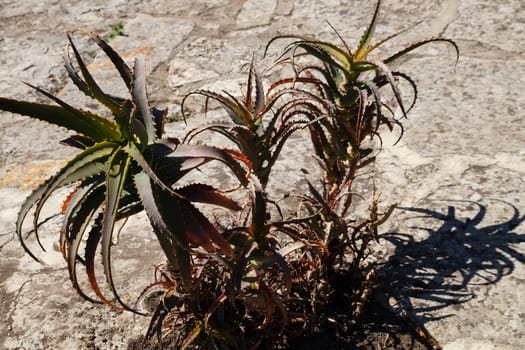 Aloe arborescens in the park on a sunny day.