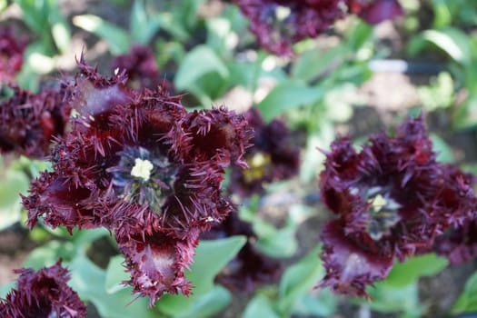 double dark purple Labrador tulips in the garden in the sunlight close-up