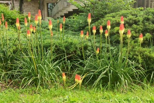 Torch lily Kniphofia in landscape design in the garden.